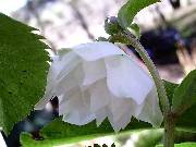 Helleborus Double White